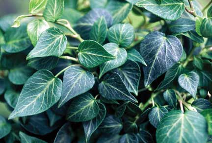 Hedera helix teardrop