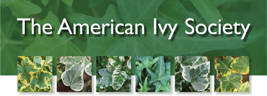 American Ivy Society