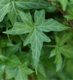 Hedera helix