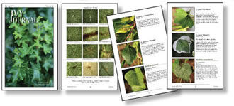 The Gardener&rsquo;s Guide to Growing Ivies