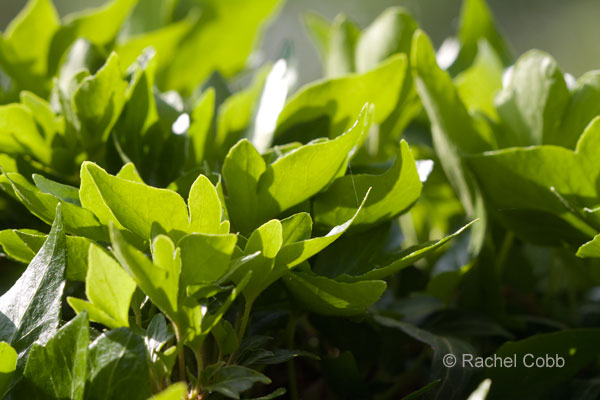 Shamrock ivy