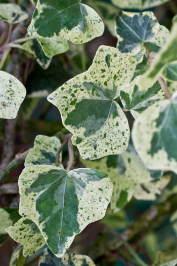 Hedera helix ‘Teneriffe’