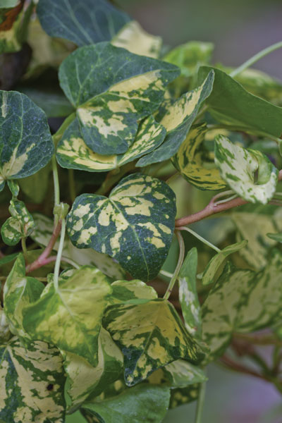 Hedera helix ‘Conglomerata’